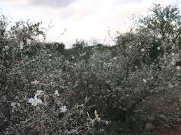 Image result for Catophractes alexandri