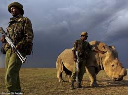 Image result for World's last male northern white rhino dies