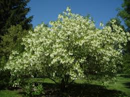 Many trees bear white or pink flowers in spring or summer. Chionanthus Virginicus White Fringetree Native Plants Of North America
