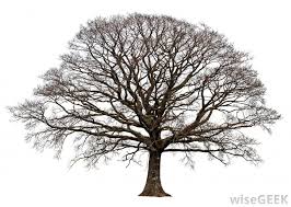 Why Do Some Trees Lose Their Leaves With Pictures Oak Tree Silhouette Oak Tree Drawings Oak Tree Silhouette Tattoo
