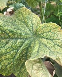 Image result for spider mites cucumber plants