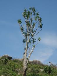 Image result for Dracaena steudneri