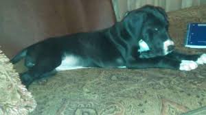 We are experienced professional great dane breeders of quality great dane pups on our 40 ac farm in the nc foothills. Ckc Great Dane Puppy Needs New Home For Sale In Mount Airy North Carolina Classified Americanlisted Com