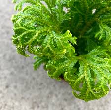 Image result for Selaginella nivea
