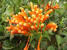 State flower state flower plant florida geography social studies. Flame Vine University Of Florida Institute Of Food And Agricultural Sciences