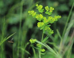 Image result for Coronopus integrifolius