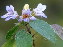 Image result for Dyschoriste nagchana