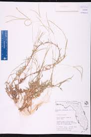 Image result for Digitaria longiflora