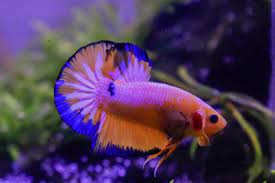 Dari angka tersebut dapat diprediksi jumlah ikan untuk setiap liter air dalam kemasan. Infopublik Ikan Cupang Jadi Bisnis Baru Di Masa Pandemi Corona