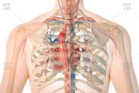 The rib cage is the arrangement of ribs attached to the vertebral column and sternum in the thorax of most vertebrates, that encloses and protects the vital organs such as the heart, lungs and great vessels. Human Lung Anatomy Stock Photos Offset