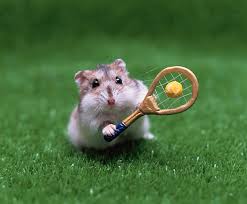 Funny Tennis Pics Tennis Court Photo Shoot Tennis Racket Crazy Pics Tennis Ideas Tennis Players Tennis Workout Dri Hamster Cute Hamsters Funny Hamsters