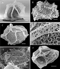 Image result for Lomariopsis warneckei