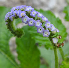 Image result for Heliotropium indicum