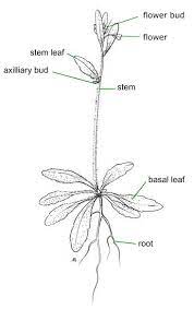 Diagrams Showing Parts Of A Plant And A Flower