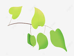 Kartun daun hijau transparent png 1000x1000 free download on. Gambar Daun Hijau Kartun Menguning Menanam Daun Hijau Daun Daun Png Transparan Clipart Dan File Psd Untuk Unduh Gratis