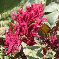 Amaranth seeds are small, so sprinkle them onto prepared soil and top with a thin layer of earth. Amaranth Seeds And Plants Growing Amaranth And Amaranth Seeds For Sale
