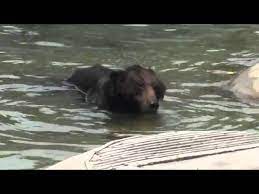 Asian debutante tester video brought to you by xxxbunker.com. Brown Bear Oliver Enjoys His Freedom After 30 Years On A Bear Bile Farm Youtube
