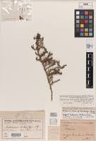 Image result for Halosarcia