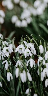 Snowdrop Plants Bloom 1080x2160 Wallpaper Flower Phone Wallpaper Wallpaper Plants