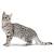 Bronze Egyptian Mau