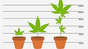 Sofern man absolut gar kein equipment zu hause hat, muss man mindestens 500 euro für den einstieg ins indoor growing einplanen. Homegrowing Und Die Justiz Je Grosser Die Pflanze Desto Hoher Die Strafe Leben Themen Puls