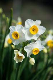 Pin On Daffodil Hill