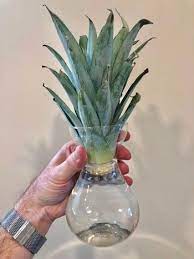 Growing A Pineapple Plant Indoors From A Grocery Store Fruit Pineapple Planting Pineapple Growing Pineapple
