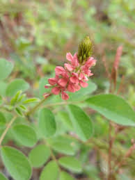 Image result for Indigofera astragalina