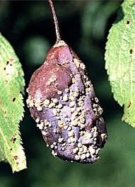 Image result for puklice švestková obrázek