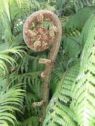Image result for Cyathea mildbraedii