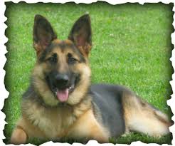 Beautful large boned pups easy to train great family protecters great with childern frist shots and wormed crate trained house breaking in progress t… Rehoboth Long Coat German Shepherd Puppy Puppies For Sale Rehoboth Long Coat German Shepherd Dogs