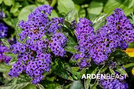 Image result for Heliotropium lineare