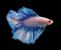 Еще одно видео с красивыми петушками супер дельта!) Bettas Brighten Business Pet Age