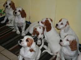 Old english sheepdogs puppies for sale. English Setter Dogs And Breeders In Canada Canada