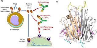 Image result for TNF Inhibitor