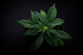 Clones for Sale Los Angeles, California - Buy Quality Clones Online
