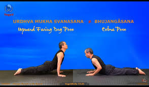 Yogavb Re 19 20 Difference Between Upward Facing Dog And Cobra Pose Basic Yoga Vikudo