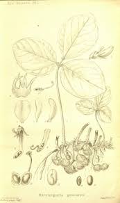 Image result for Macrotyloma