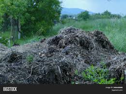 2 inches diameter, small mound, in lawn with markedly raised grass nearby: Pile Raw Cow Manure On Image Photo Free Trial Bigstock