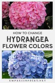 How To Change Hydrangea Flowers From Pink To Blue Or Vice Versa Hydrangea Colors Hydrangea Bloom Hydrangea Flower