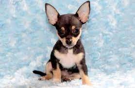 See more ideas about chihuahua, chihuahua photos, chihuahua puppies. Chihuahua Puppies For Sale Puppy Adoption Keystone Puppies