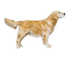 The mini golden retriever is a cross of the golden retriever & a cocker spaniel, poodle, or cavalier. Golden Retriever Dog Breed Facts And Information Wag Dog Walking