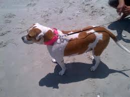 We did not find results for: Baby Pig Dog Collier Home Facebook