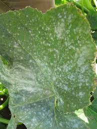 Image result for thrips damage on cucumber