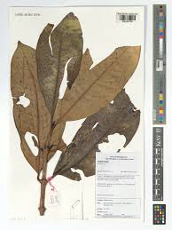 Image result for Pyrostria