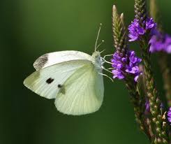 If a white butterfly flies from the southwest, expect rain. Cabbage White Butterfly Species Keeping Insects Butterfly Species Cabbage White Butterfly White Butterfly