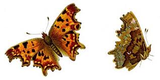 Image result for Polygonia c-album