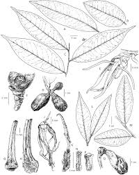 Image result for Warneckea cordiformis