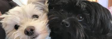 View pets available for adoption. Farfel S Farm And Rescue Boulder Co