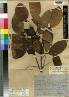 Image result for Ritchiea capparoides